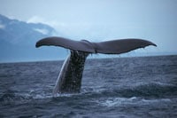 whale_tail